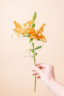 1本から3輪ほど蕾がついています。長さは30cmほどで短めです。