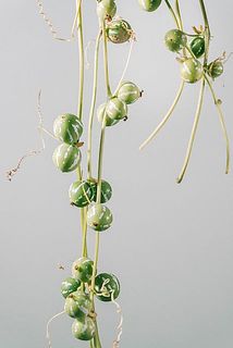 まるでちっちゃいスイカのよう🍉 