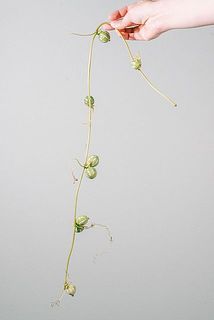 実のつき方には個体差がございます