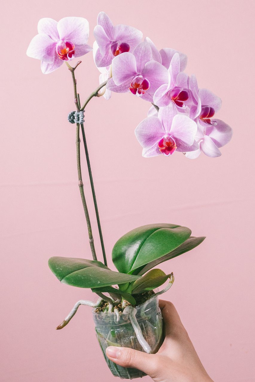 ピンクのミディファレノ