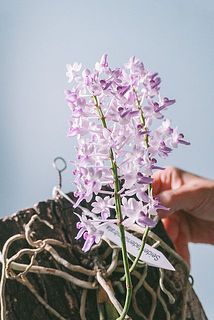 開花イメージ（今回は花芽はまだついていません）