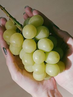 「シャインマスカット」食べごろで収穫しているため、実の色が黄色っぽいです。これが美味しい証拠。