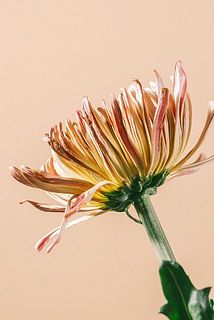 外側の花弁に少し傷がついてしまうことも。ご了承ください。
