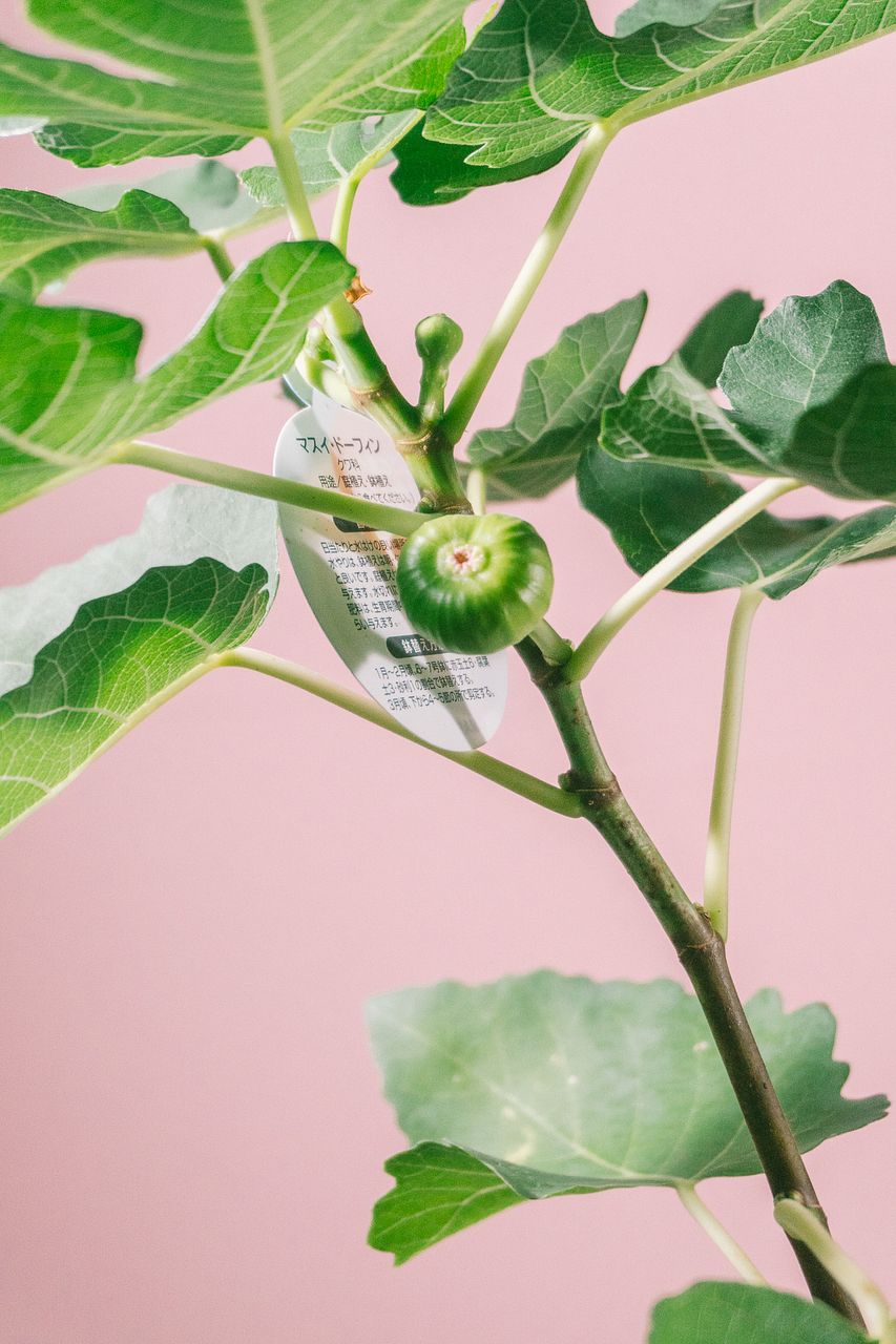 実付きイチジク「桝井ドーフィン」