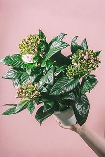 花つきやサイズには個体差がございます。