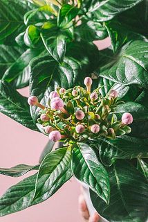 桃のような蕾が可愛い！🍑