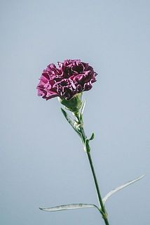 カーネーションは大変折れやすいです。お取り扱いは十分にお気をつけ下さい。