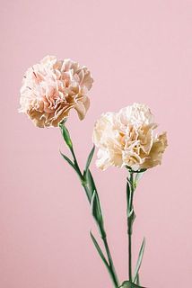 色や大きさには個体差がございます。
