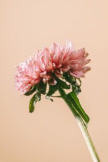花びらの先が茶色く変色している場合がございます。ご了承ください。