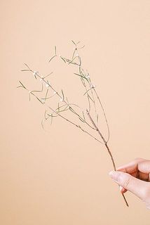 切り分けているため短い枝もございます。ご了承ください。