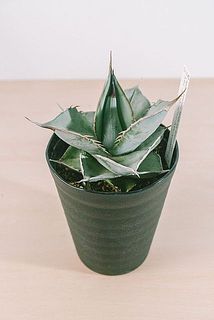 大きさには個体差がございます。