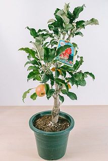 実のつきや枝ぶりには個体差がございます。