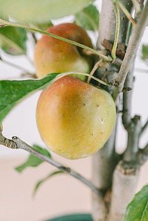 観賞用としてお楽しみください🍎