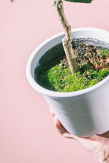 苔が生えていることも
