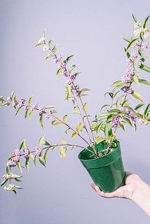 実のつき方や枝ぶりには個体差がございます。
