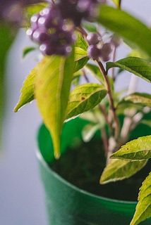 一部、葉が茶色く変色している場合がございます。ご了承ください。