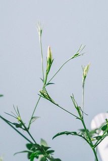蕾がついています！