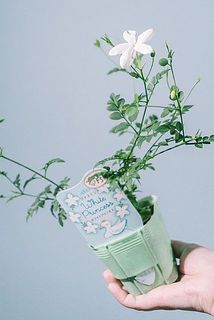 ボリュームには個体差がございます。