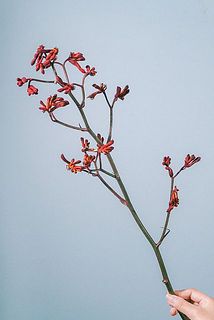 花つきには個体差がございます。