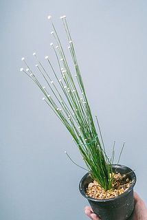 お届け例