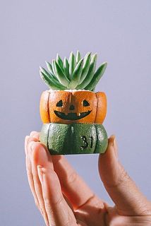 どの種類が届くかはお楽しみに🎃