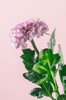 紙で保護されている場合、花びらが潰れていることがございます。外して水揚げをすると広がりやすくなります。