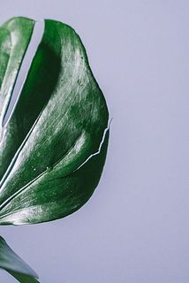 一部、葉に傷や破れがある場合がございます。ご了承ください。