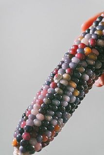 粒が弾けているものもございます