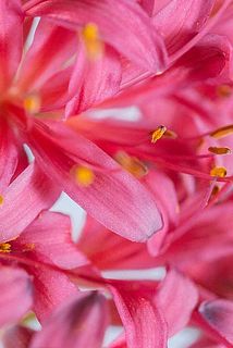 よく見ると花びらがキラキラしていてかわいい〜！