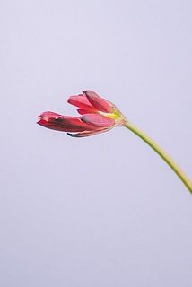開花具合には個体差があります。