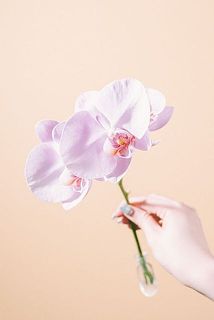 花のつき方には個体差がございます