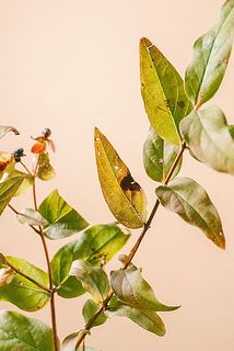 紅葉ヒペリカムは特性として、葉に欠けや傷がある場合がございます。
