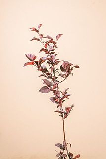 形、葉付きには個体差があります。
