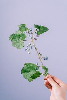 サイズには個体差がございます