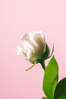 バラの外側の花びらの傷は、内側の花を守るための役割によるものです。これは品質不良ではなく、自然現象であるバラの特性となります。