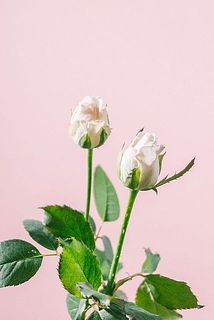 蕾の子も！たっぷりお水を吸わせてあげると開花していきます。