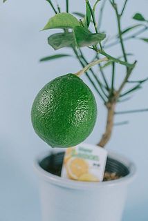 収穫時期は11月以降🍋