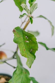 葉っぱは一部虫食いのあともあります。光合成をする上で大切なので、取らないでおきましょう。