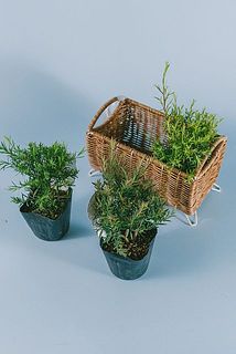 3種のティーツリーをお届けします。