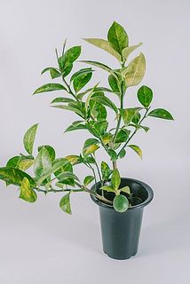 枝ぶりには個体差があります。