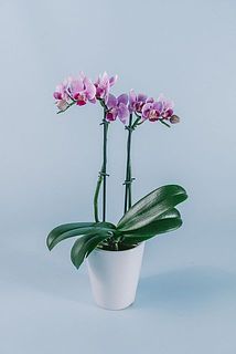 お届け例1（お花の色はおまかせとなります）