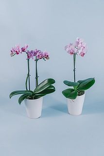 1本仕立て、または2本仕立てのどちらかでお届け。