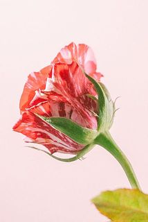 バラの外側の花びらの傷は、内側の花を守るための役割によるものです。これは品質不良ではなく、自然現象であるバラの特性となります。