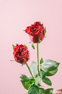 蕾の子も！たっぷりお水を吸わせてあげると開花していきます。