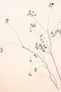 実付き、枝ぶりには個体差がございます。