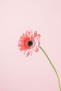 ハピネス🌸🪽