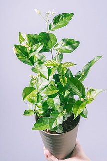 枝ぶりには個体差がございます。