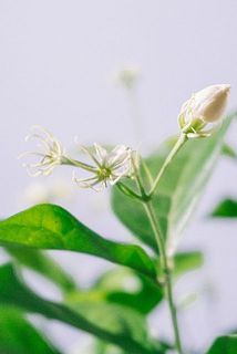 お花が咲き終わったらガクが残ります。