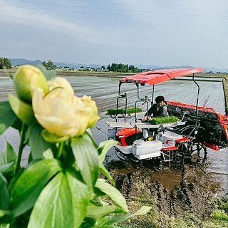 田植えをする佐井さんと芍薬のツーショット☺️