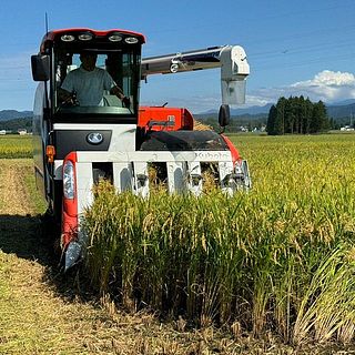 稲刈りの様子。新米が楽しめる期間は限られています！